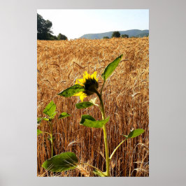 Sunflower and Wheat Poster