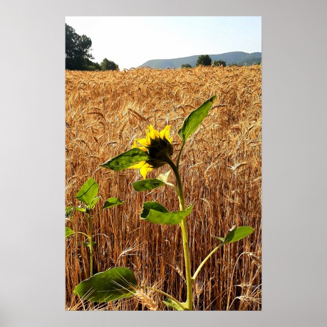 Sunflower and Wheat Poster (Framsidan)