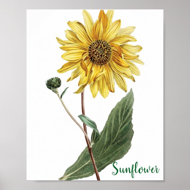 Sunflower Botanical Illustration Floral Poster (Framsidan)
