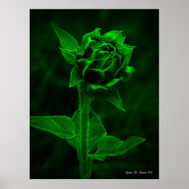 "Sunflower Bud"  Poster