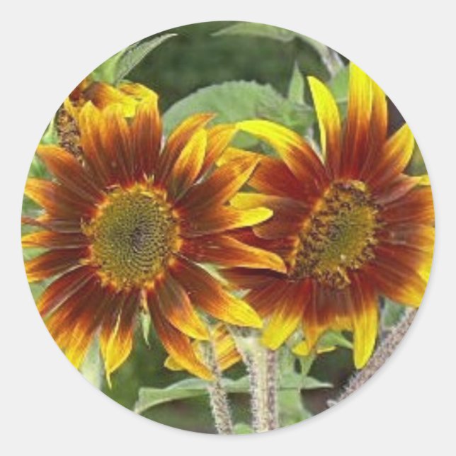 SunFlower Duo Stickers Runt Klistermärke (Framsida)