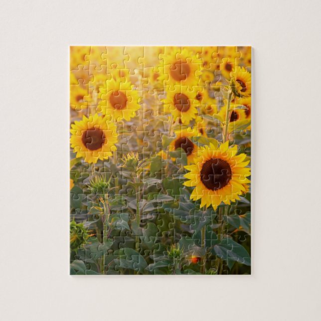 SUNFLOWER FÄLT 8X10 JIGSAW PUZZLE PUSSEL (Vertikal)