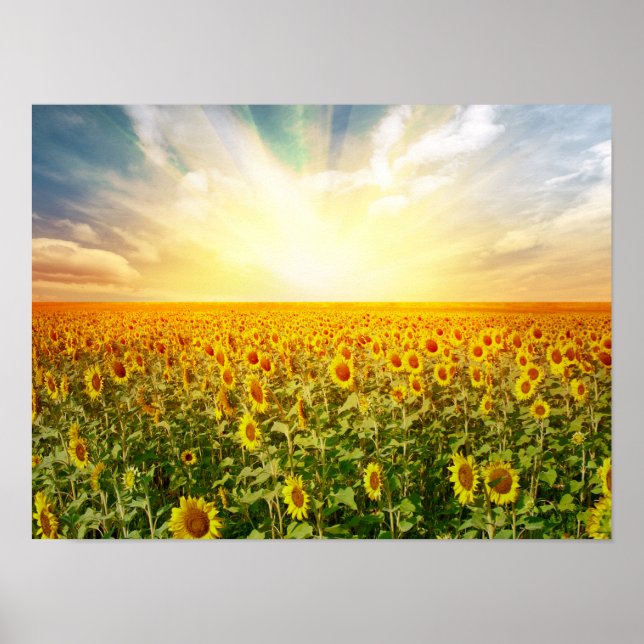 Sunflower Field at Sunset Poster (Framsidan)