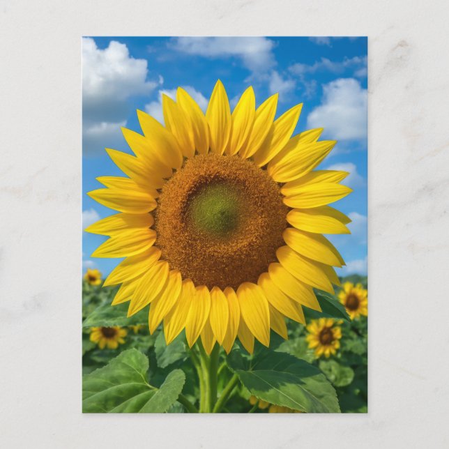 SUNFLOWER FIELD POSTCARD VYKORT (Framsida)