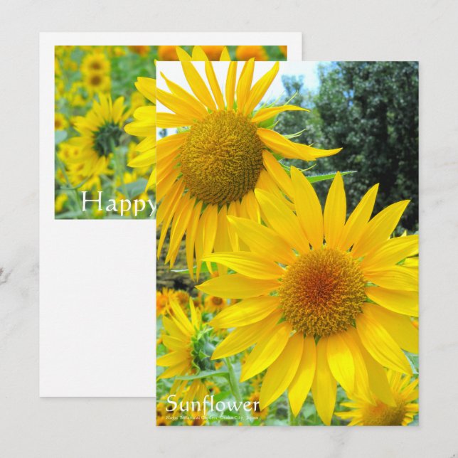 Sunflower：Flat Greeting Card Kort (Fram/baksida)