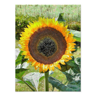 SUNFLOWER FOTOTRYCK
