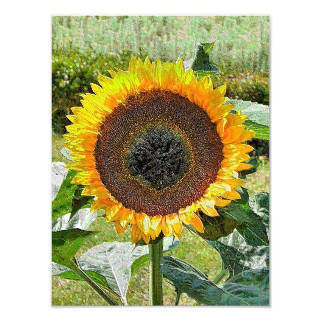 SUNFLOWER FOTOTRYCK (Framsidan)