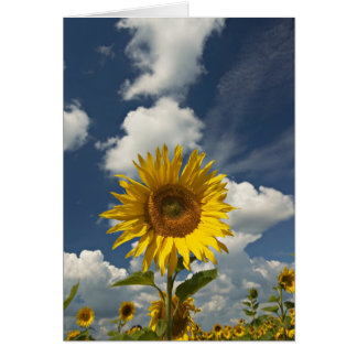 SUNFLOWER HÄLSNINGSKORT