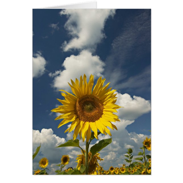 SUNFLOWER HÄLSNINGSKORT (Framsidan)