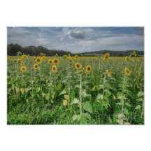 "Sunflower Heaven" Photograph
