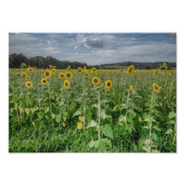 "Sunflower Heaven" Photograph Fototryck
