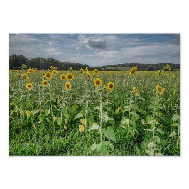 "Sunflower Heaven" Photograph Fototryck (Framsidan)
