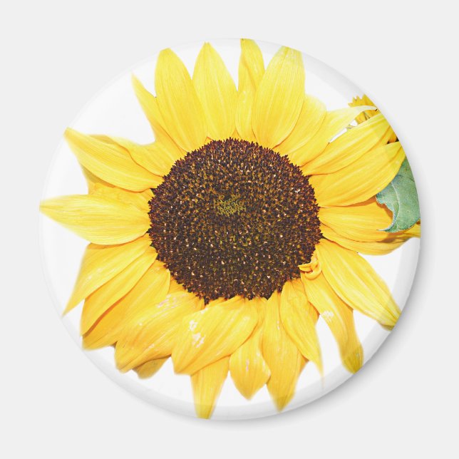 SunFlower Magnet (Framsidan)