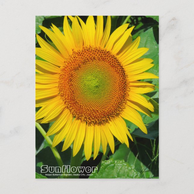 Sunflower ：Postcard Vykort (Framsida)