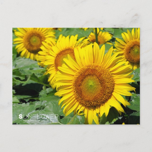 Sunflower ：Postcard Vykort (Framsida)