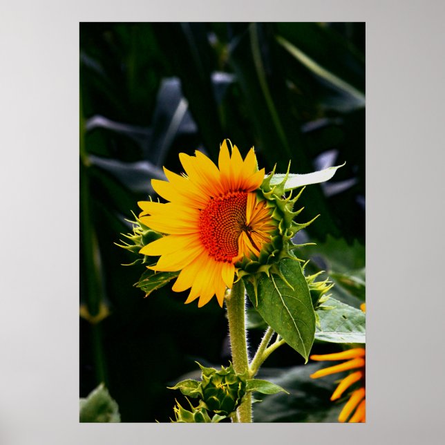 Sunflower Poster (Framsidan)
