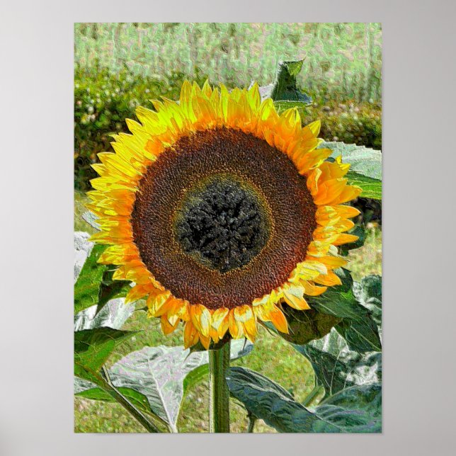 SUNFLOWER POSTER (Framsidan)