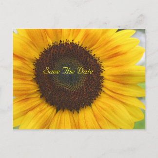 Sunflower Save The Date Postcard Meddelande Vykort