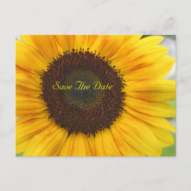 Sunflower Save The Date Postcard Meddelande Vykort (Framsida)