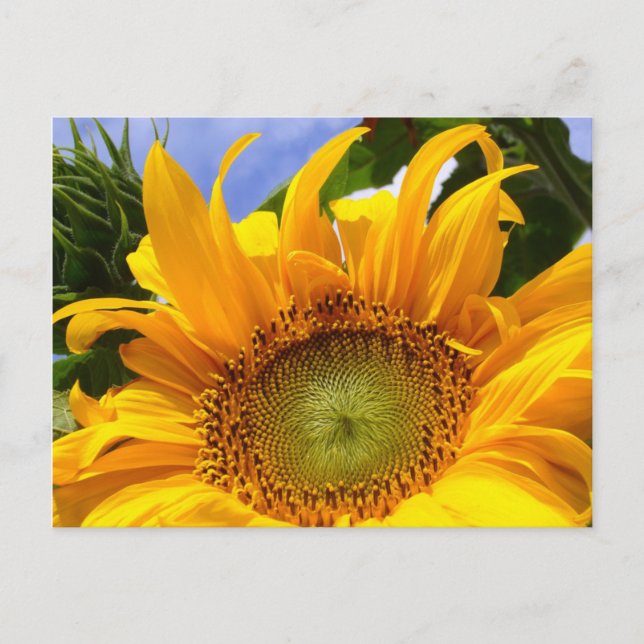 SUNFLOWER SUNSHINE ~ Postacrd Vykort (Framsida)