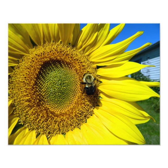 sunflower with bumble bee fototryck (Framsidan)