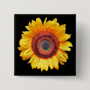 SUNFLOWERS KNAPP