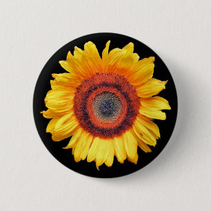 SUNFLOWERS KNAPP