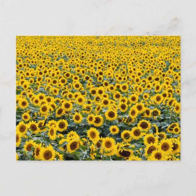 SUNFLOWERS POSTCARD VYKORT (Framsida)
