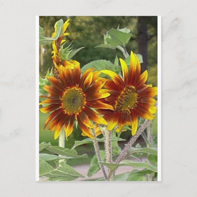 SunFlowers-vykort Vykort (Framsida)