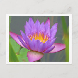 Sunken Gardens Lila Vatten Lily 2008 #3 03 Vykort