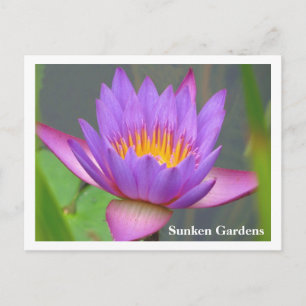 Sunken Gardens Lila Vatten Lily 2008 #86n 086 Vykort