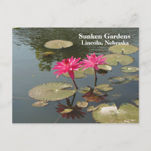 Sunken Gardens Rosa Vatten lilies #80N 080 Vykort