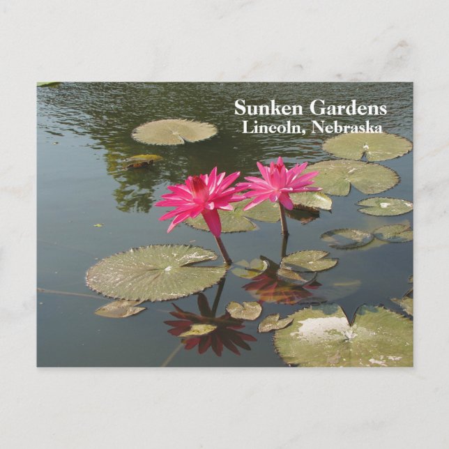 Sunken Gardens Rosa Vatten lilies #80N 080 Vykort (Framsida)