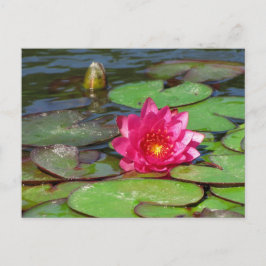 Sunken Gardens rosa vatten lily 10 Vykort
