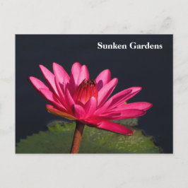 Sunken Gardens rosa vatten lily #90N 090 Vykort