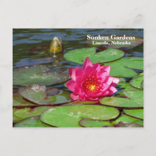 Sunken Gardens rosa vatten lily #91 00919191 Vykort