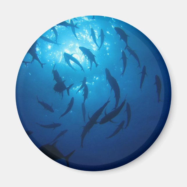 Sunlight and Shoal under Sea Magnet (Framsidan)