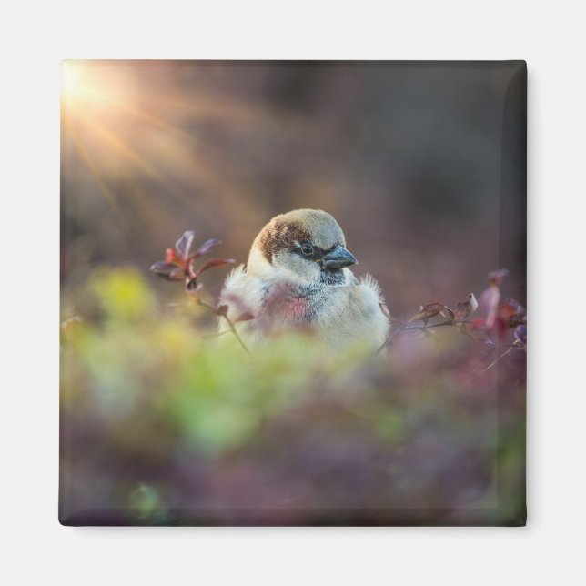 Sunlight Bathing Finch Magnet (Framsidan)