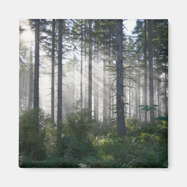 Sunlight Breaking through a Misty Forest Magnet (Framsidan)