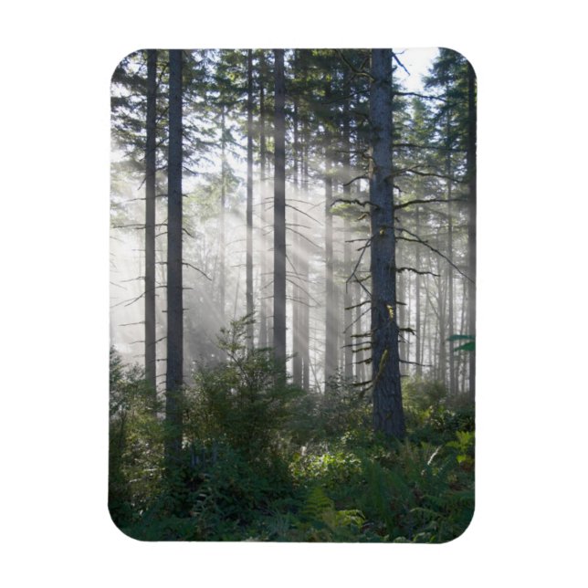 Sunlight Breaking through a Misty Forest Magnet (Vertikal)