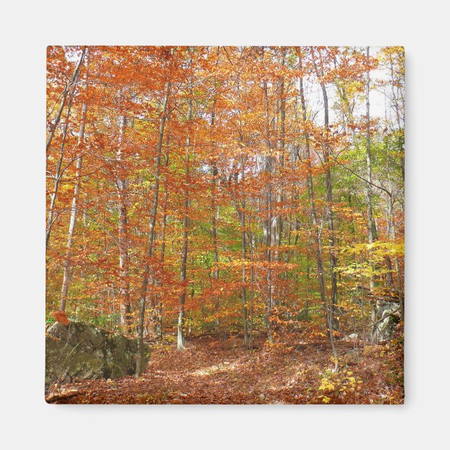 Sunlight Dappled Fall Trail at Laurel Backe Park Magnet (Framsidan)