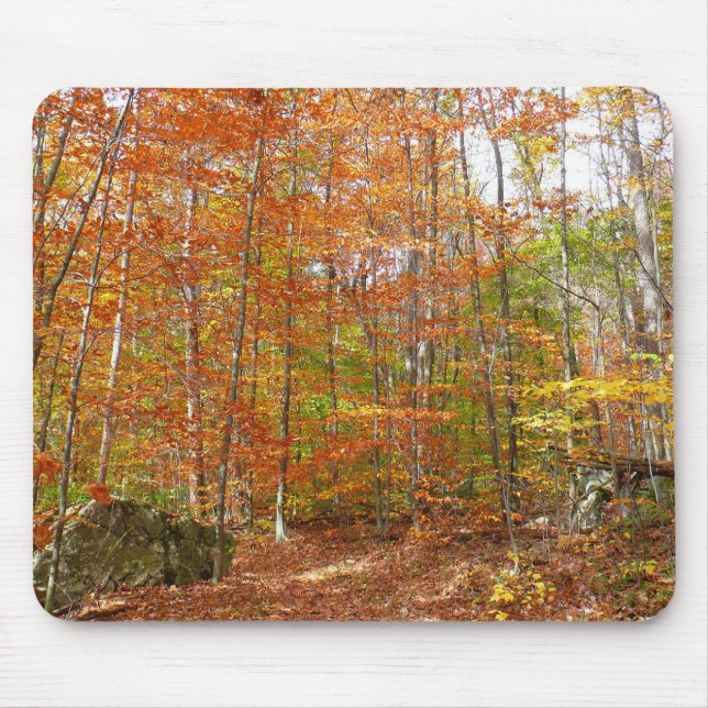 Sunlight Dappled Fall Trail at Laurel Backe Park Musmatta (Framsidan)