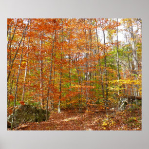 Sunlight Dappled Fall Trail at Laurel Backe Park Poster