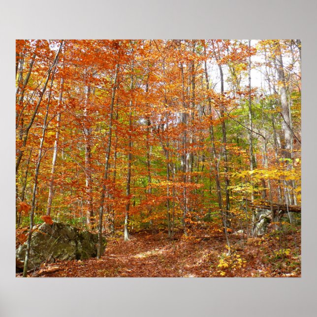 Sunlight Dappled Fall Trail at Laurel Backe Park Poster (Framsidan)