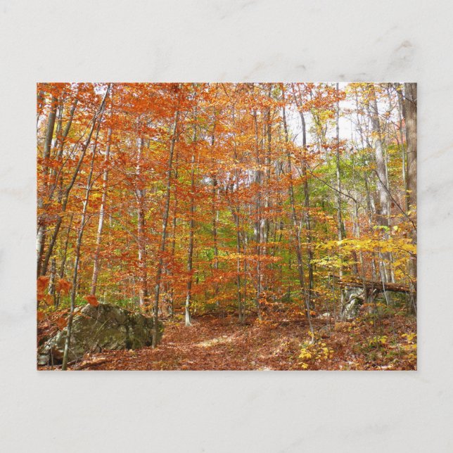 Sunlight Dappled Fall Trail at Laurel Backe Park Vykort (Framsida)