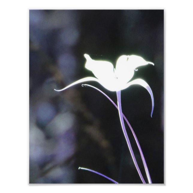 Sunlight Flower Fototryck (Framsidan)