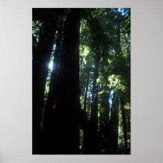Sunlight genom Redwood Poster