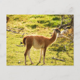 Sunlight Guanacos Vykort
