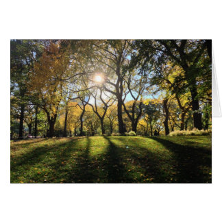 Sunlight in Central Park OBS Kort
