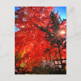 Sunlight in Fall Vykort